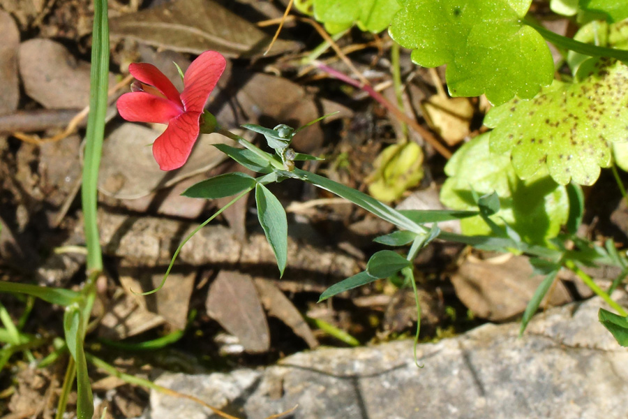 Lathyrus cicera